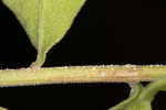 Toothed whitetop aster 